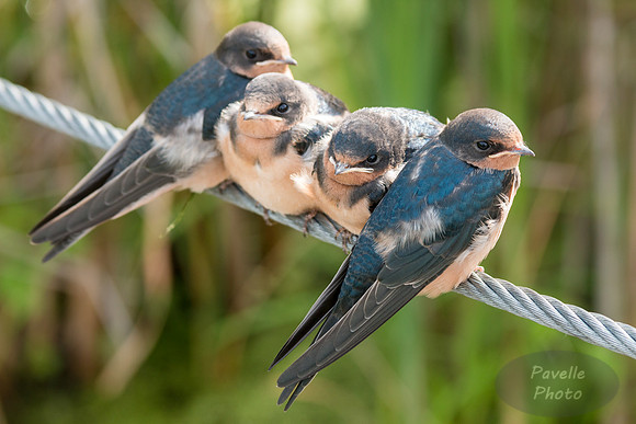 Barn Swallow Fledgling