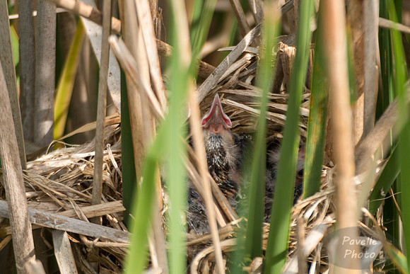 Red-Winged Blackbird chick