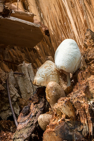 Mushrooms in dead tree