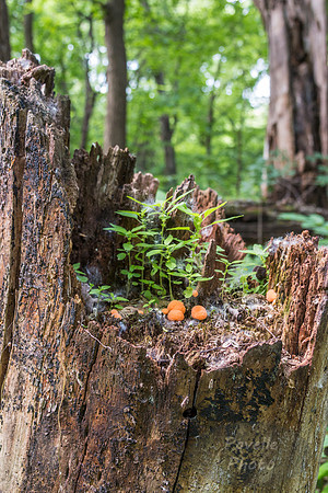 Stump-scape
