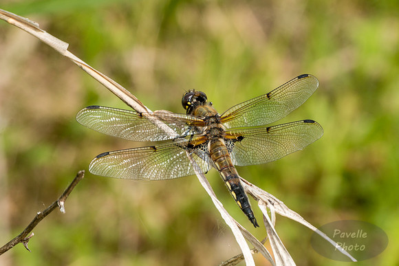 Four-spotted Skimmer