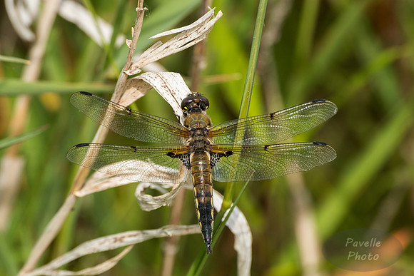 Four-spotted Skimmer