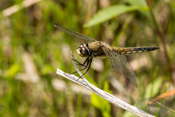 Four-spotted Skimmer
