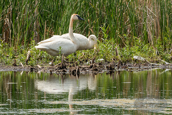 Trumpeter Swan