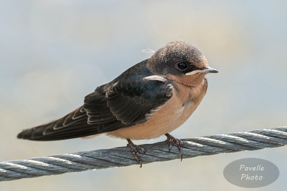 Barn Swallow Fledgling