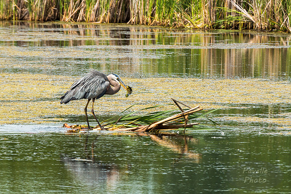 Great Blue Heron with fish -2