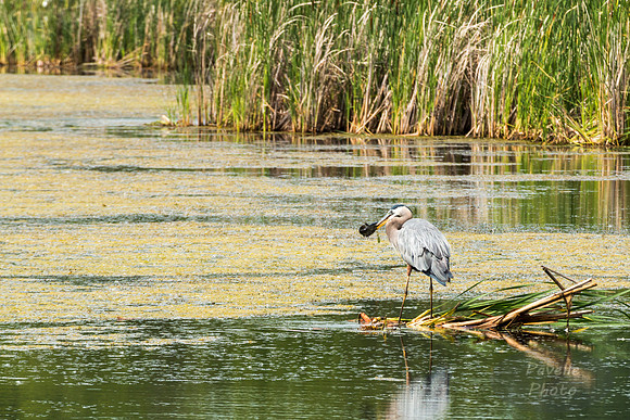 Great Blue Heron with fish -3