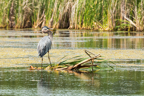Great Blue Heron with fish -4