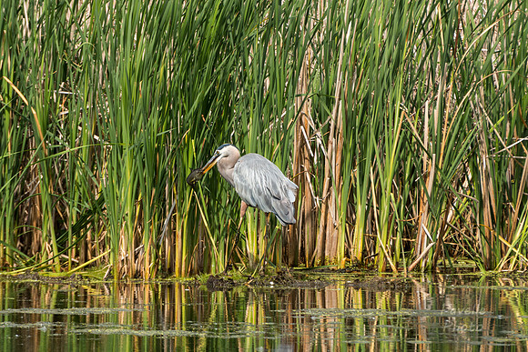Great Blue Heron with fish -5