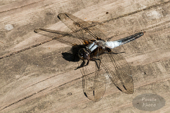 Chalk=fronted Corporal dragonfly