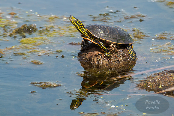 Painted Turtle