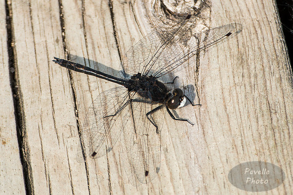 White-Faced Darter dragonfly
