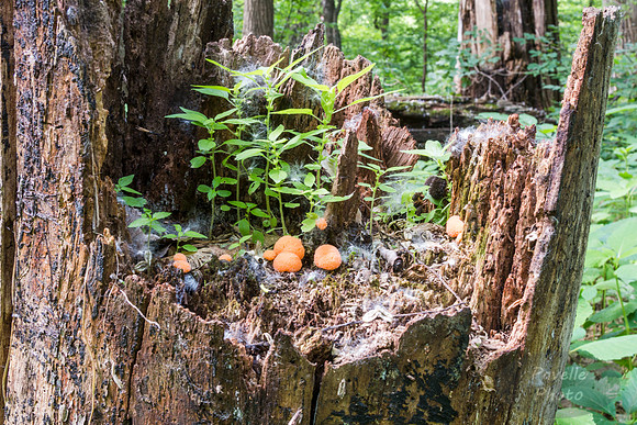 Stump-scape
