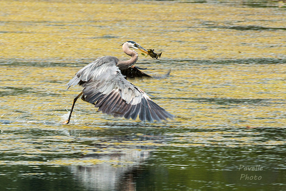 Great Blue Heron with fish -1