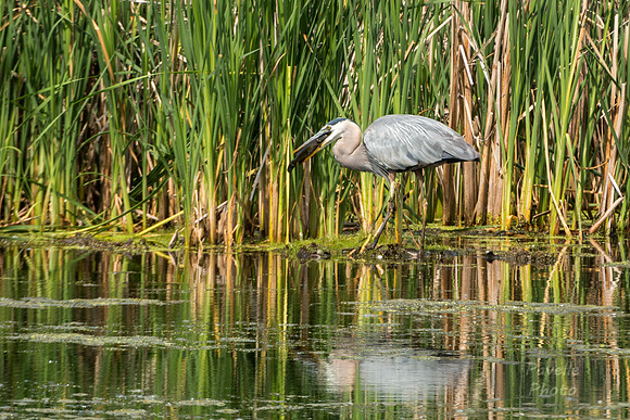 Great Blue Heron with fish -6