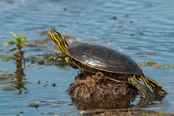 Painted Turtle