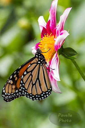 Monarch on dahlia