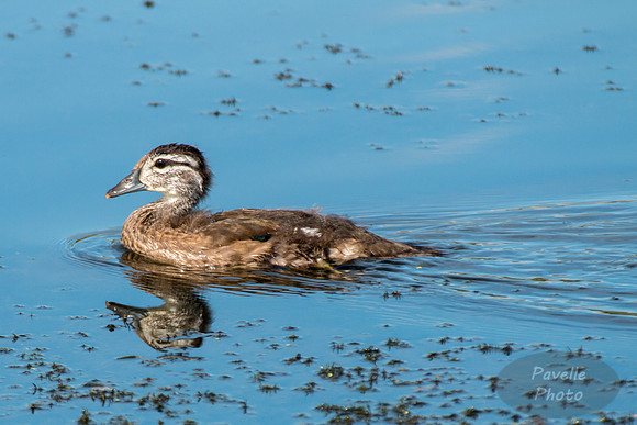 Juvenile Mallard