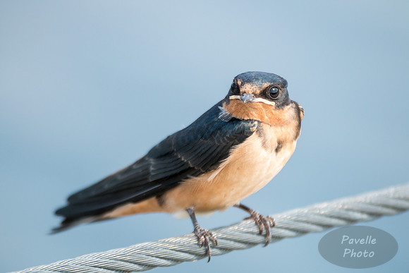 Barn Swallow
