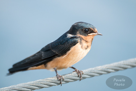 Barn Swallow