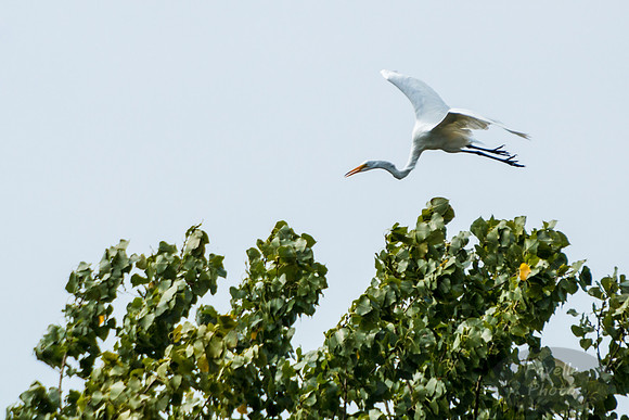 Egret