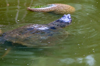 Snapping Turtle with Bryozoa
