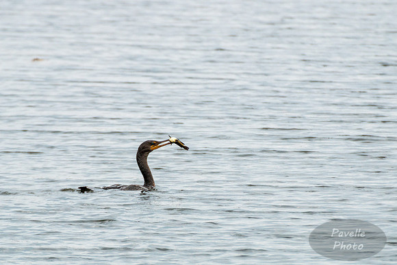 Double-Crested Cormorant with fish