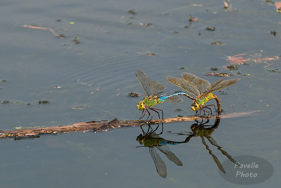 Green Darners Mating