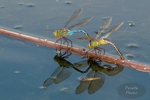 Green Darners Mating