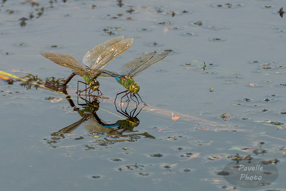 Green Darners Mating