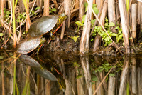 Painted Turtles