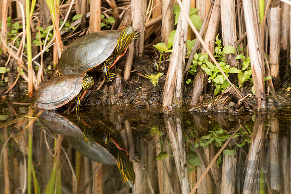 Painted Turtles