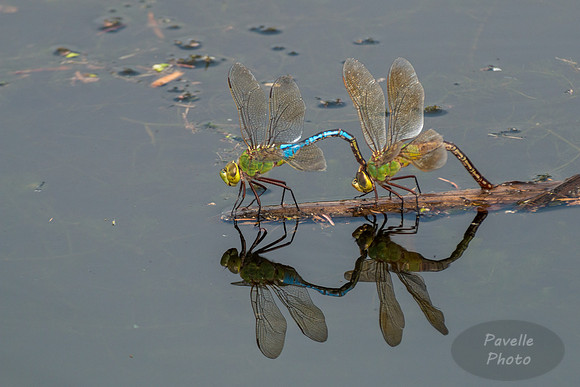 Green Darners Mating