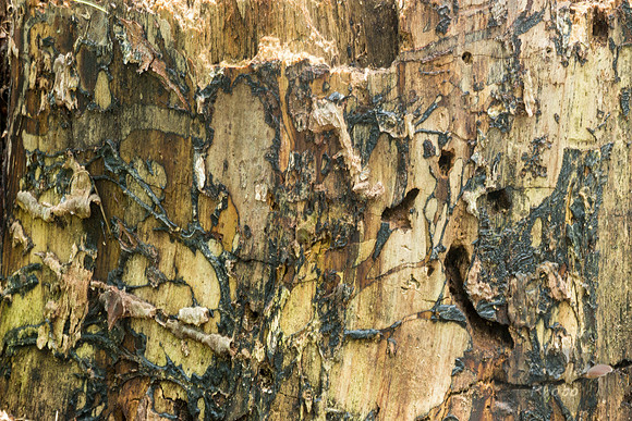 Tree Stump