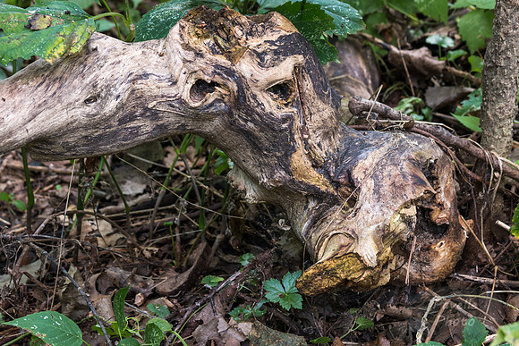 Knotty Branch