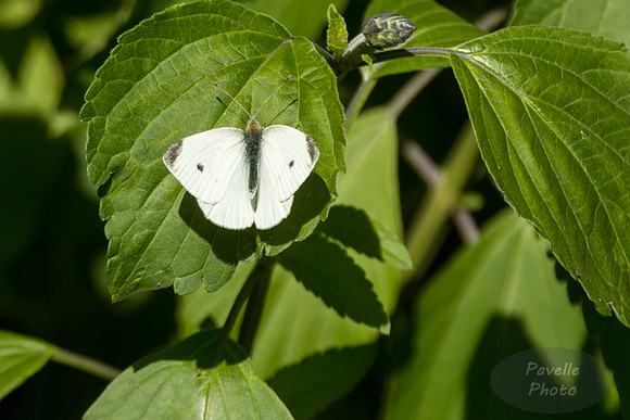 Cabbage White Butterfly