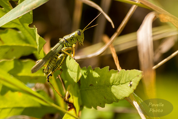 Two=Striped Grasshopper