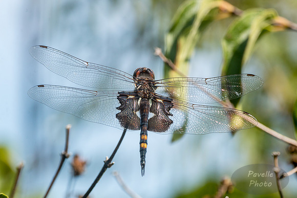 Black Saddlebags Dragonfly