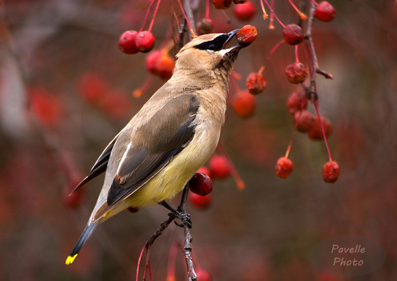 cedar waxwing
