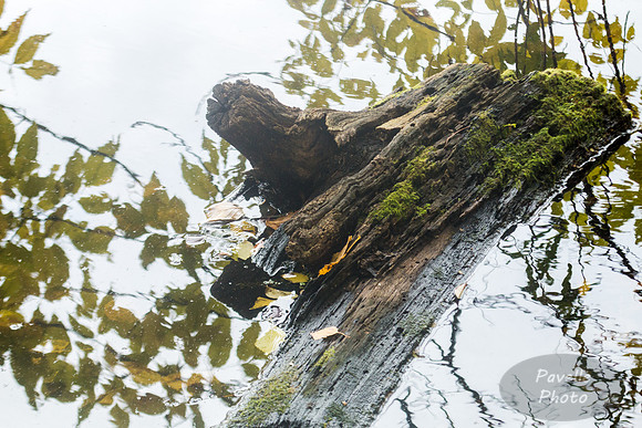 Stump with Reflections