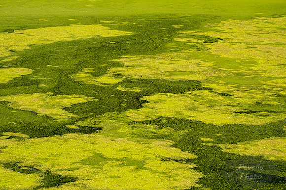 Duckweed