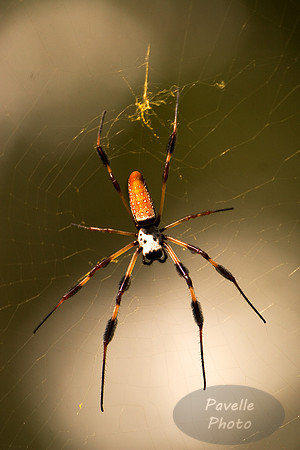 golden silk orb weaver