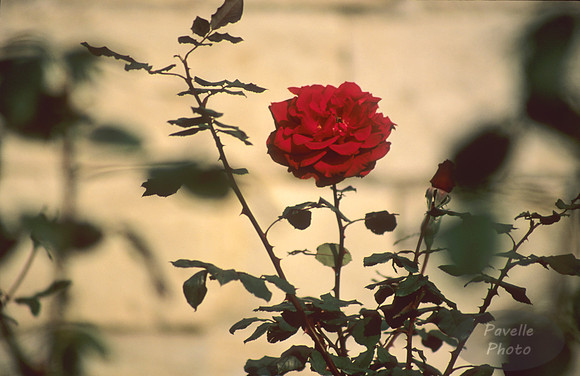 L'Avignon Rose