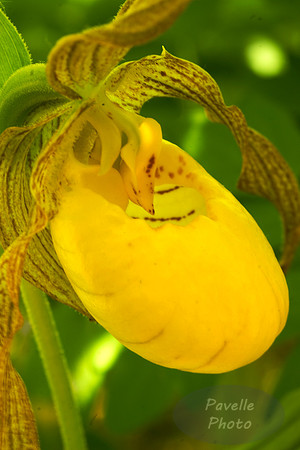 Yellow Lady Slipper