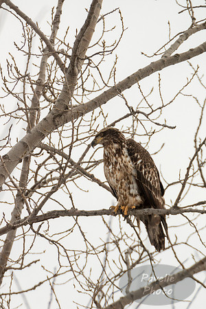 Juvenile Bald Eagle