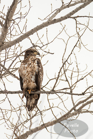 Juvenile Bald Eagle