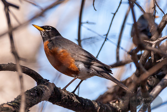 Robin