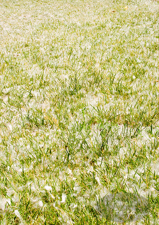 Summer Snow