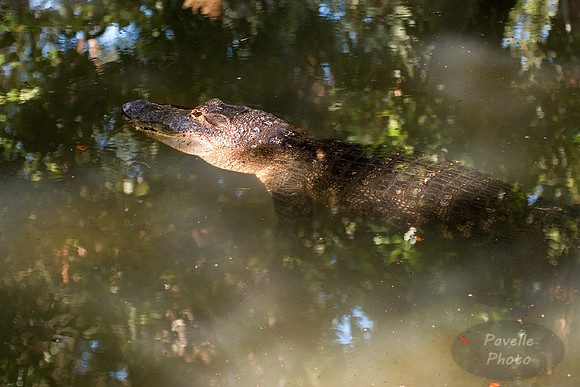 Lurking Gator