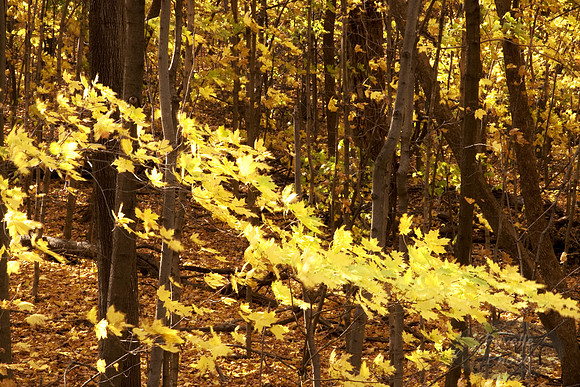 Fall Forest